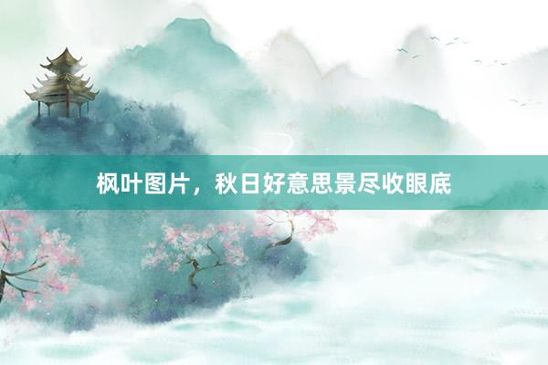 枫叶图片，秋日好意思景尽收眼底