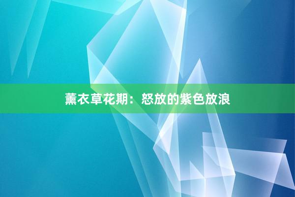 薰衣草花期：怒放的紫色放浪